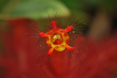 Columnea minor