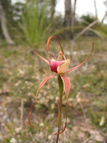 Image of Caladenia ferruginea by (c) Jeremy Jones, some rights reserved (CC BY)