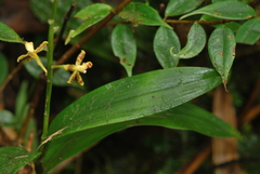 Prosthechea