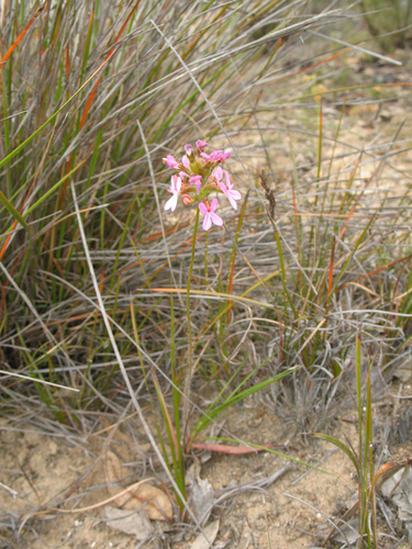 Image of Stylidium hirsutum by (c) Jeremy Jones, some rights reserved (CC BY)