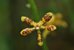 Prosthechea