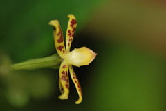 Prosthechea