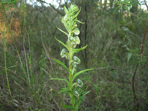 Image of Pterostylis vittata by (c) Jeremy Jones, some rights reserved (CC BY)