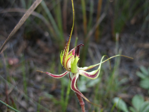 Image of Caladenia attingens by (c) Jeremy Jones, some rights reserved (CC BY)