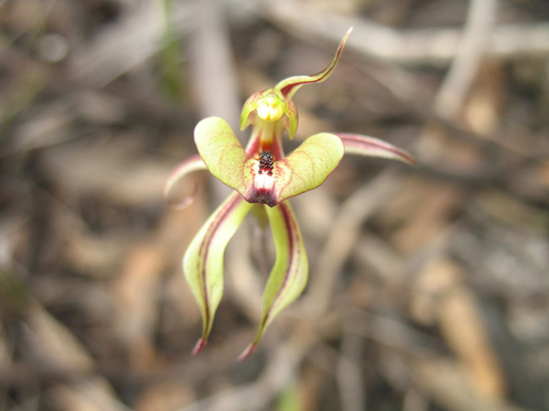 Image of Caladenia brevisura by (c) Jeremy Jones, some rights reserved (CC BY)