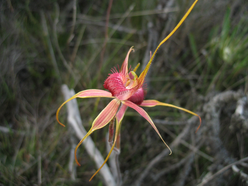 Image of Caladenia decora by (c) Jeremy Jones, some rights reserved (CC BY)
