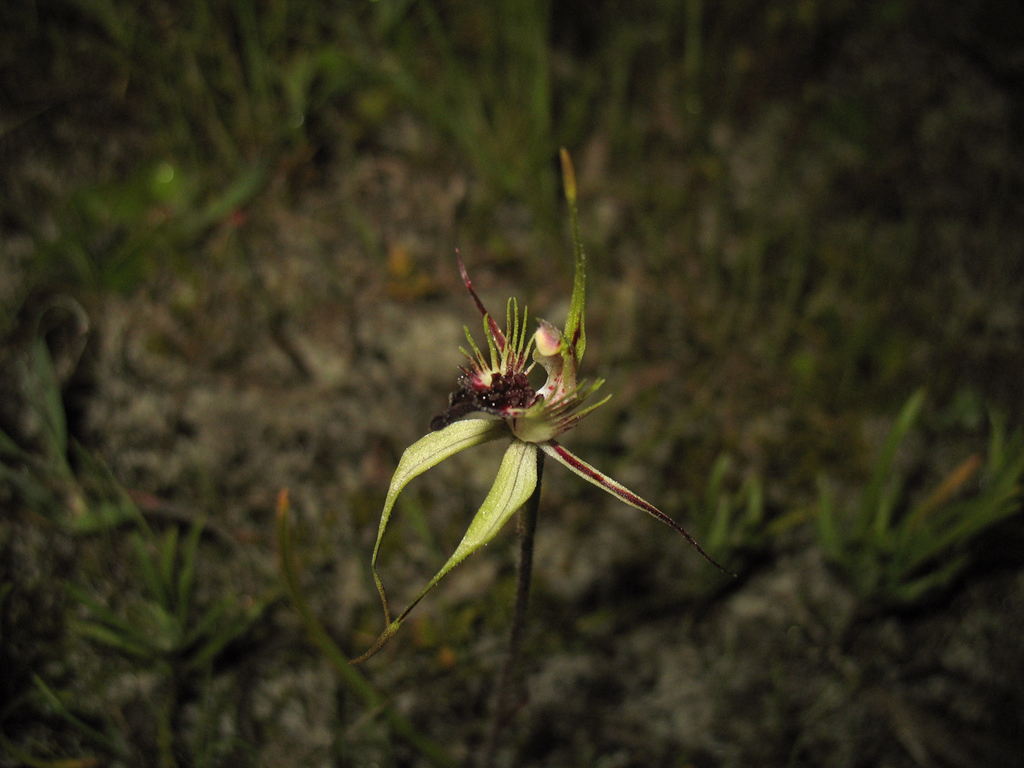 Caladenia graminifolia