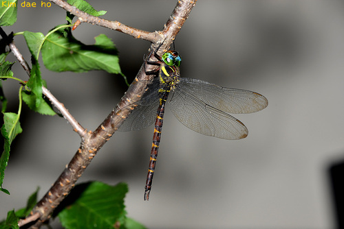 Boyeria karubei · iNaturalist