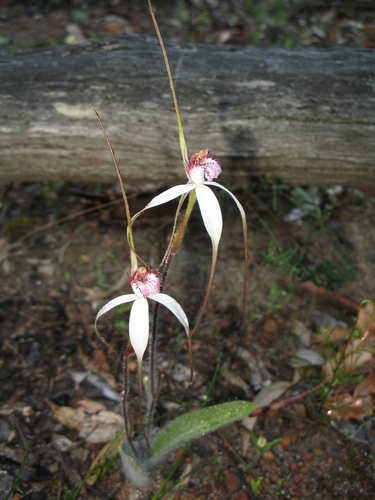 Image of Caladenia longicauda by (c) Jeremy Jones, some rights reserved (CC BY)