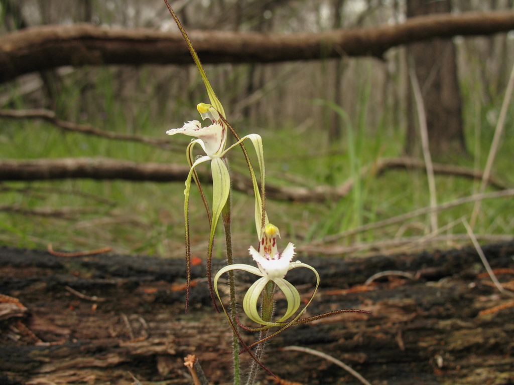 Caladenia dorrienii