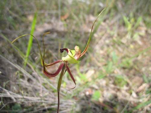 smooth-lipped spider orchid (Caladenia integra)