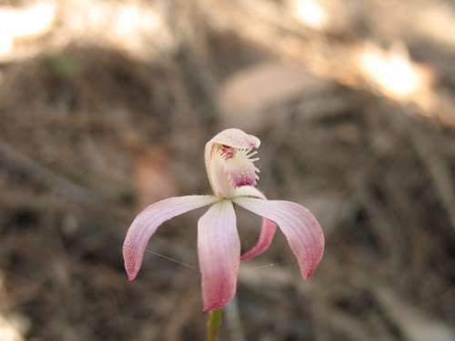 pink caps (Caladenia clarkiae)