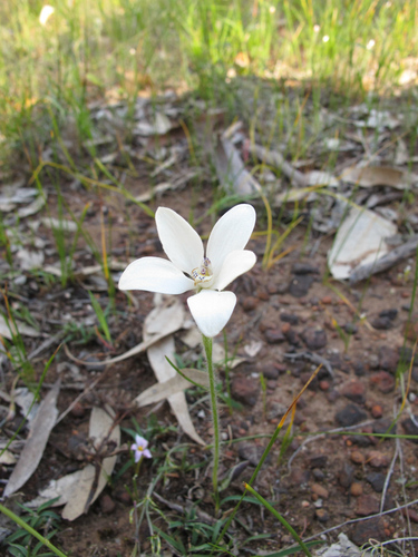 white china orchid (Cyanicula ixioides)