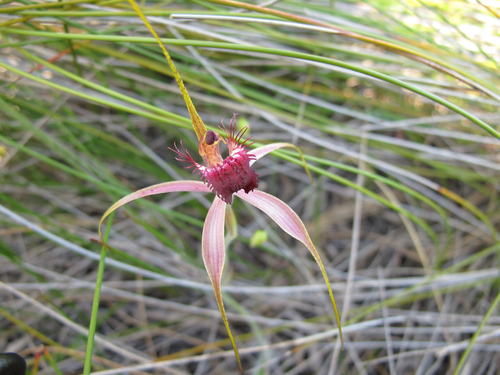 Tuart spider orchid (Caladenia georgei)