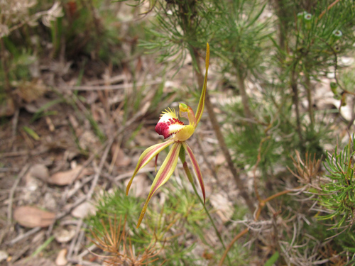 diamond spider orchid (Caladenia rhomboidiformis)