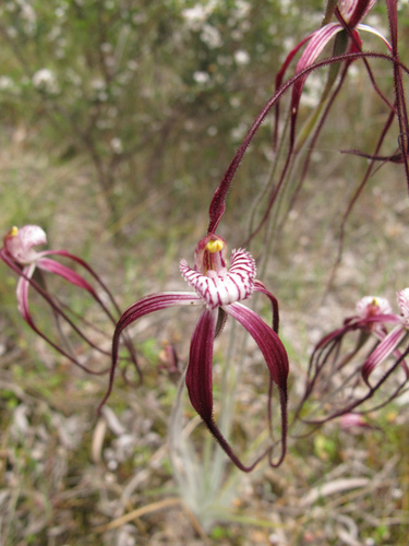 Chapman's spider orchid (Caladenia chapmanii)