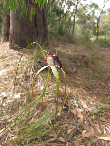 giant spider orchid (Caladenia excelsa)