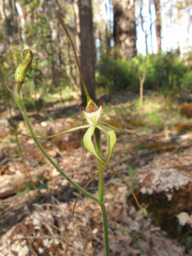 Margaret River spider orchid (Caladenia citrina)