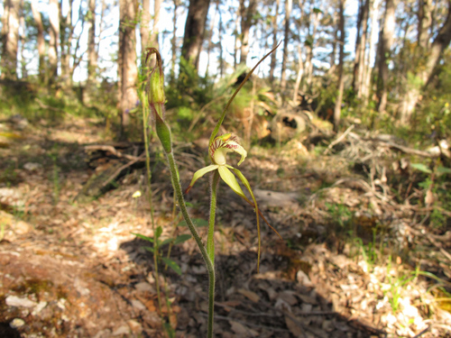 Image of Caladenia citrina by (c) Jeremy Jones, some rights reserved (CC BY)