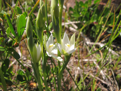 Image of Thelymitra granitora by (c) Jeremy Jones, some rights reserved (CC BY)