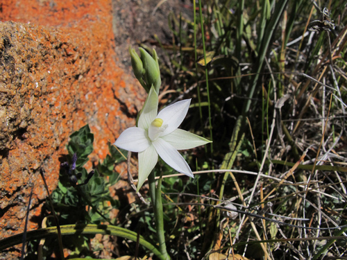 coastal granite sun orchid (Thelymitra granitora)