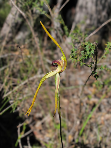 Image of Caladenia magniclavata by (c) Jeremy Jones, some rights reserved (CC BY)