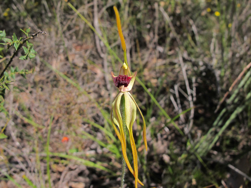Image of Caladenia magniclavata by (c) Jeremy Jones, some rights reserved (CC BY)