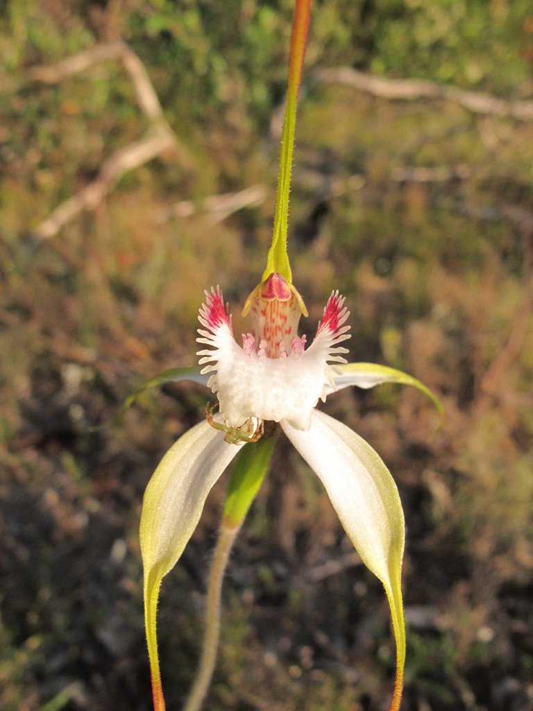 Caladenia interjacens