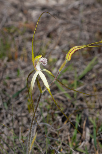 Image of Caladenia longicauda by (c) Jeremy Jones, some rights reserved (CC BY)
