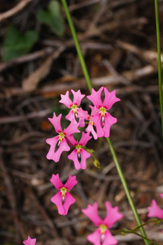 Image of Stylidium ecorne by (c) Jeremy Jones, some rights reserved (CC BY)
