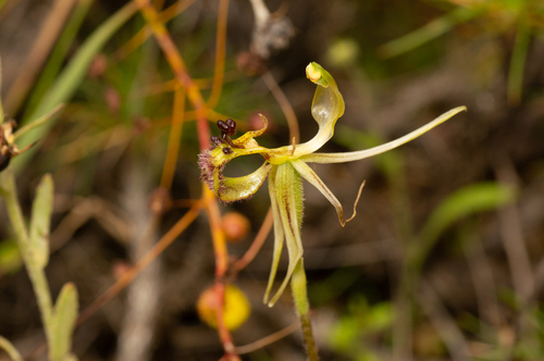 Image of Caladenia mesocera by (c) Jeremy Jones, some rights reserved (CC BY)