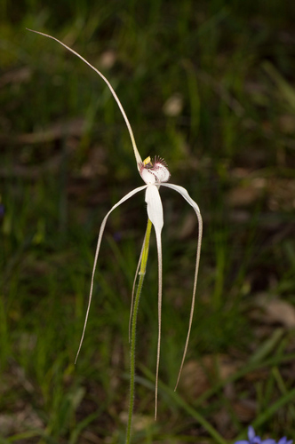 splendid spider orchid (Caladenia splendens)