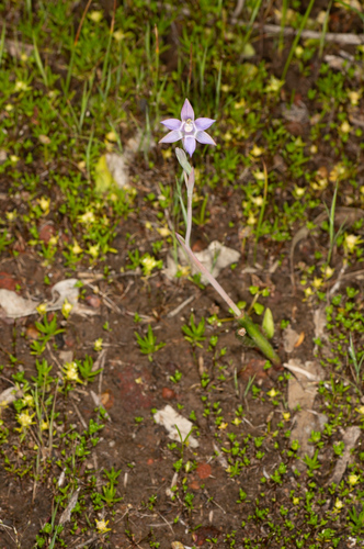 Image of Thelymitra vulgaris by (c) Jeremy Jones, some rights reserved (CC BY)