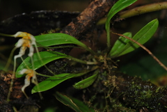 Masdevallia picturata