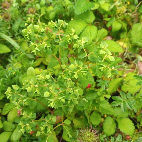 Euphorbia peplus