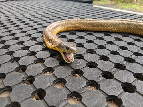Tiger Snake sighting