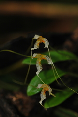 Masdevallia picturata