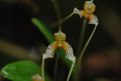 Masdevallia picturata