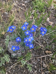 Eritrichium argenteum