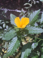 Turnera