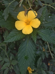 Turnera