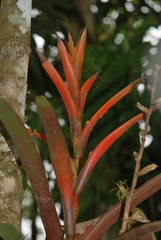 Guzmania wittmackii