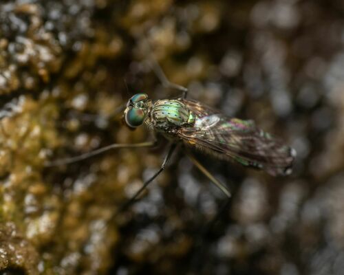 Liancalus limbatus