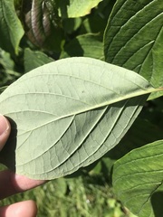 Cornus sericea sericea