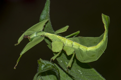 Pulchriphyllium bioculatum