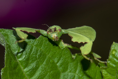 Pulchriphyllium bioculatum