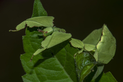 Pulchriphyllium bioculatum