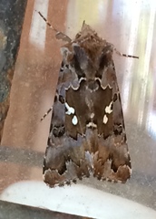 Autographa corusca