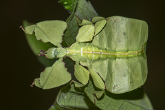 Pulchriphyllium bioculatum