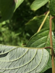 Cornus sericea sericea